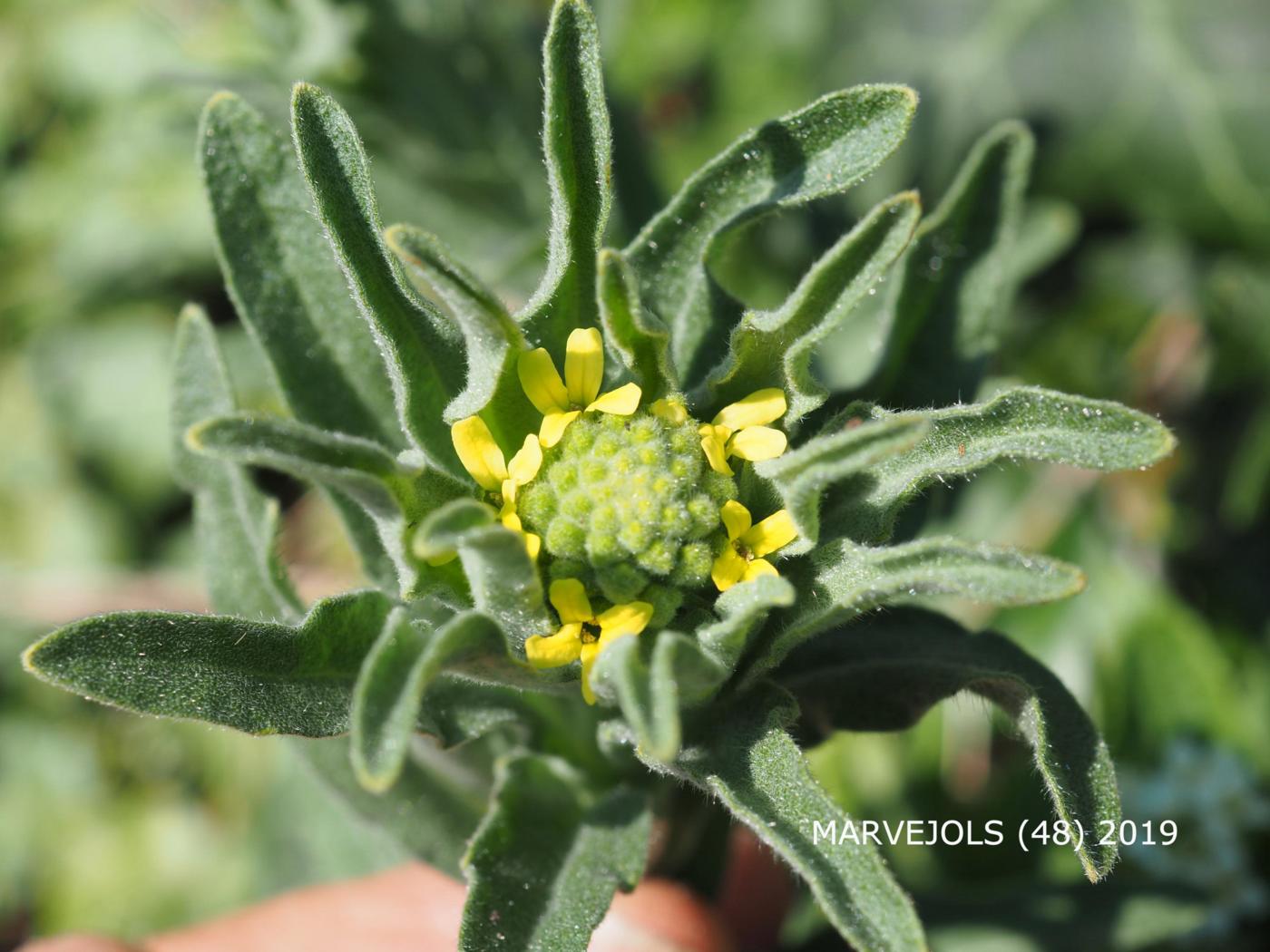 Fibigia flower